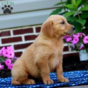 Mickey, Golden Retriever Puppy