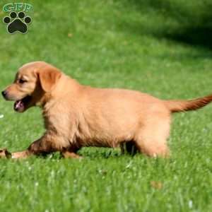 Mickey, Golden Retriever Puppy