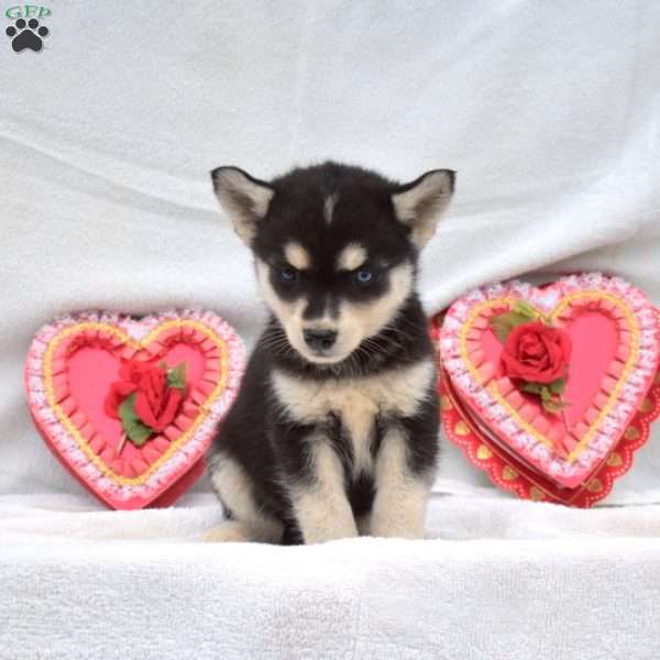 Midnight, Pomsky Puppy
