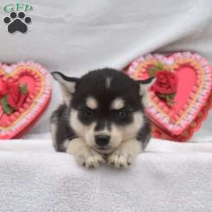 Midnight, Pomsky Puppy