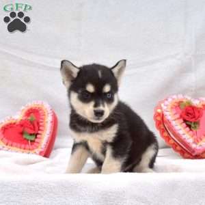Midnight, Pomsky Puppy