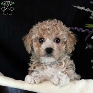 Mindy, Bich-Poo Puppy
