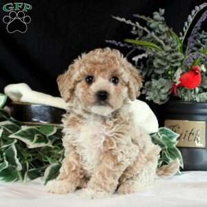 Mindy, Bich-Poo Puppy