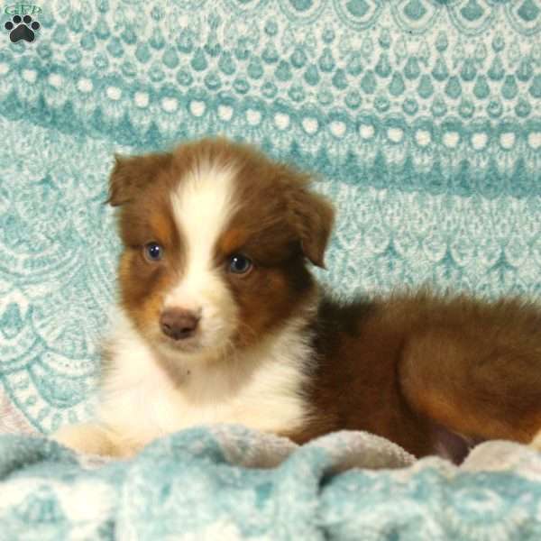 Mike, Australian Shepherd Puppy
