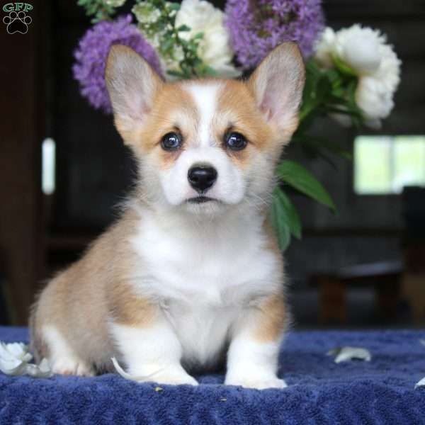 Mike, Pembroke Welsh Corgi Puppy