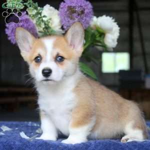 Mike, Pembroke Welsh Corgi Puppy