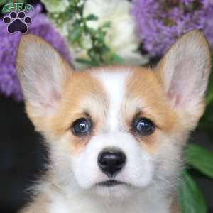 Mike, Pembroke Welsh Corgi Puppy
