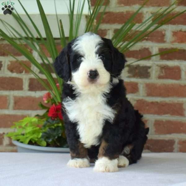 Mikey, Mini Bernedoodle Puppy