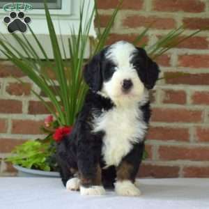 Mikey, Mini Bernedoodle Puppy