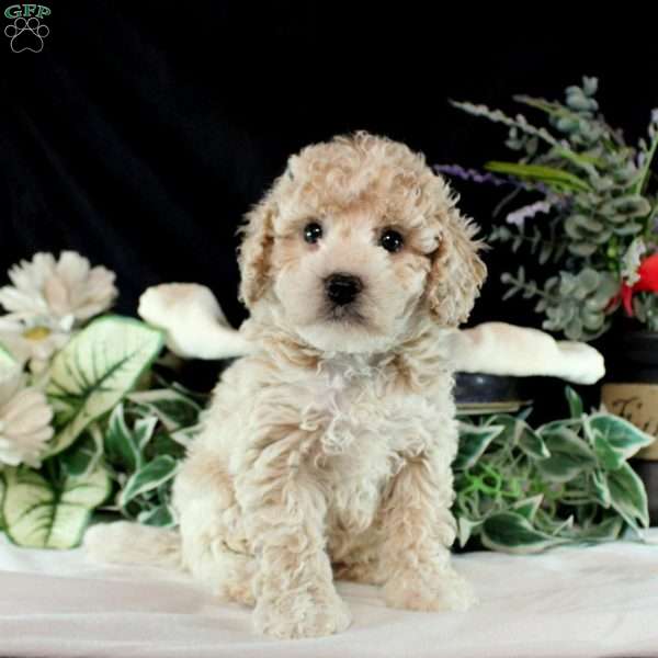 Mikey, Bich-Poo Puppy