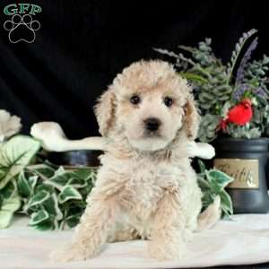 Mikey, Bich-Poo Puppy