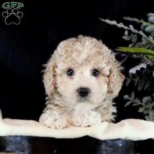 Mikey, Bich-Poo Puppy