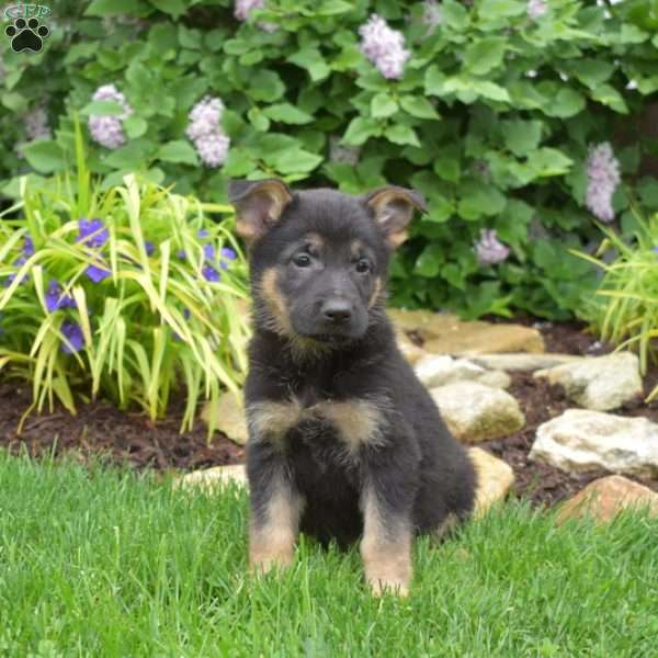 Miles, German Shepherd Puppy