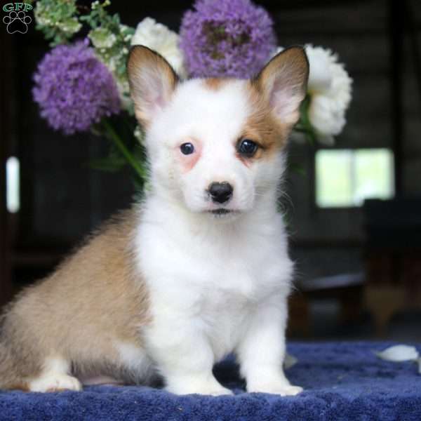 Miles, Pembroke Welsh Corgi Puppy