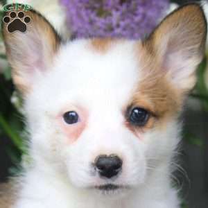 Miles, Pembroke Welsh Corgi Puppy