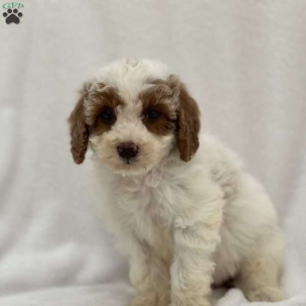 Milky, Miniature Poodle Puppy