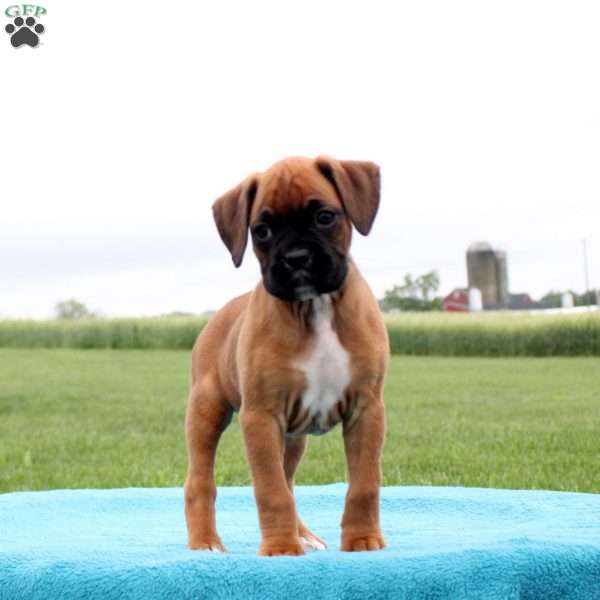 Milkyway, Boxer Puppy