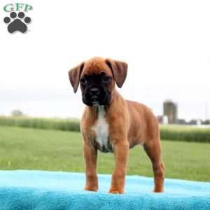Milkyway, Boxer Puppy