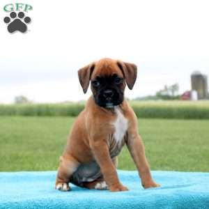 Milkyway, Boxer Puppy