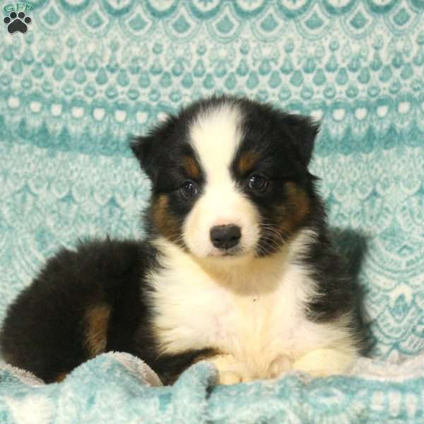 Millie, Australian Shepherd Puppy