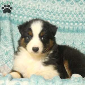Millie, Australian Shepherd Puppy