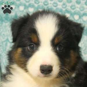Millie, Australian Shepherd Puppy