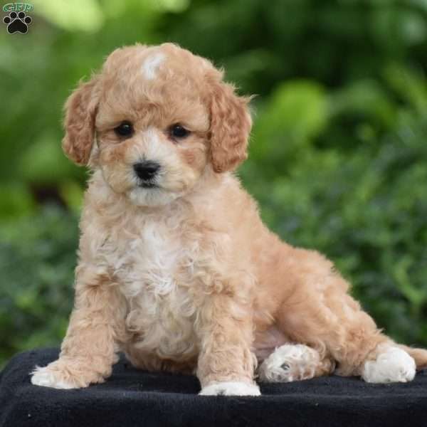 Milo, Cavapoo Puppy