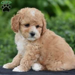 Milo, Cavapoo Puppy
