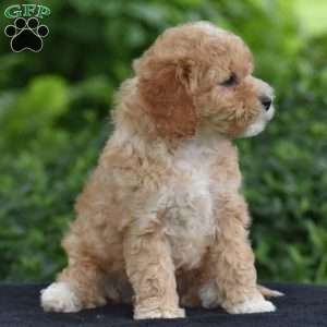 Milo, Cavapoo Puppy