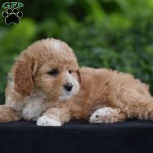 Milo, Cavapoo Puppy