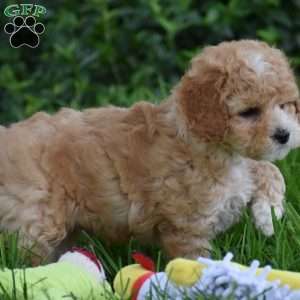Milo, Cavapoo Puppy