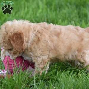 Milo, Cavapoo Puppy