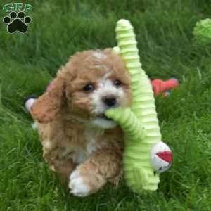 Milo, Cavapoo Puppy