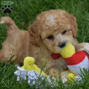 Milo, Cavapoo Puppy