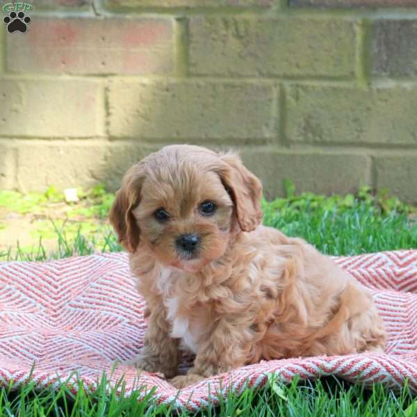 Milo, Cavapoo Puppy