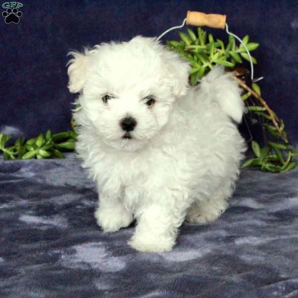 Milo, Maltichon Puppy