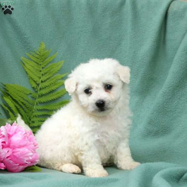 Milo, Bichon Frise Puppy