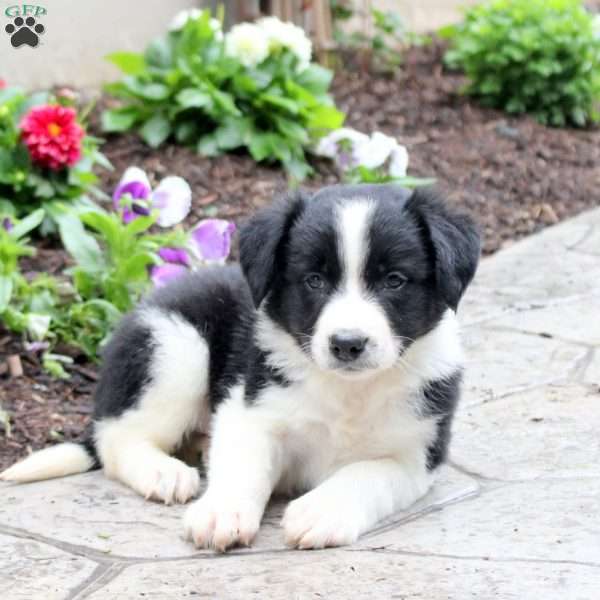 Milo, Border Collie Puppy