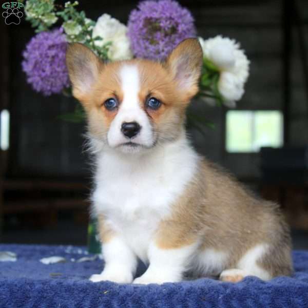 Milo, Pembroke Welsh Corgi Puppy