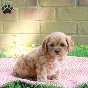 Milo, Cavapoo Puppy
