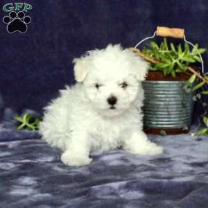 Milo, Maltichon Puppy