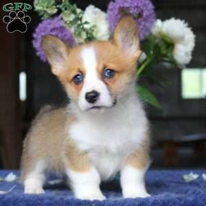 Milo, Pembroke Welsh Corgi Puppy