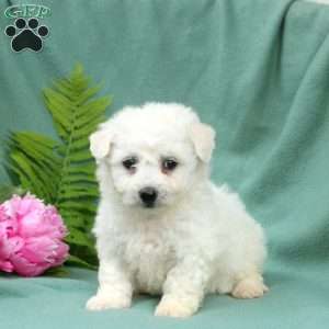 Milo, Bichon Frise Puppy
