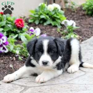 Milo, Border Collie Puppy