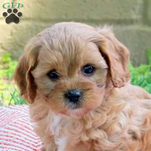 Milo, Cavapoo Puppy