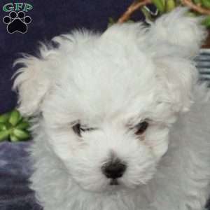 Milo, Maltichon Puppy