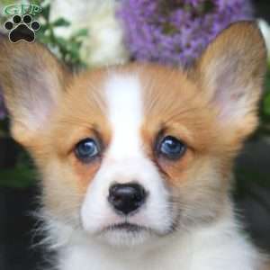 Milo, Pembroke Welsh Corgi Puppy