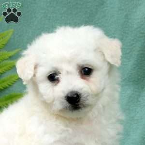 Milo, Bichon Frise Puppy