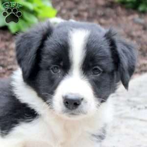 Milo, Border Collie Puppy