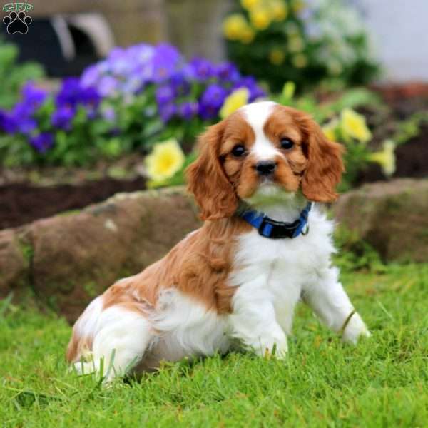 Milo, Cavalier King Charles Spaniel Puppy